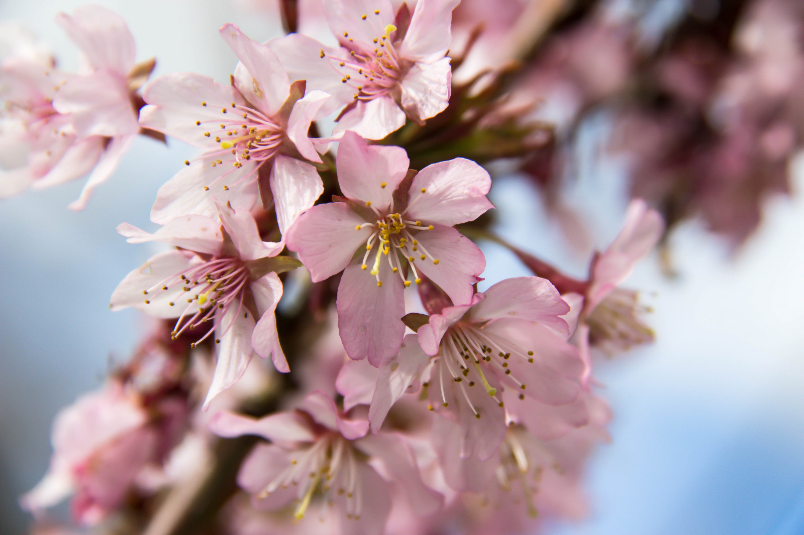 Lebensmittel, Garten, Park, Ast, Frucht, Kirschblüte, blühen, Rosa, Frühling, Blume, Pflanze, Jahreszeit, Kirsche, Kirschblüte, Flora, Blomma, V r, Frühling, Alnarp, Blütenblatt, K rsb rsblom, Alnarpsparken, produzieren, Botanik, Landanlage, blühende Pflanze, Nahansicht, Makrofotografie, Rose Familie
