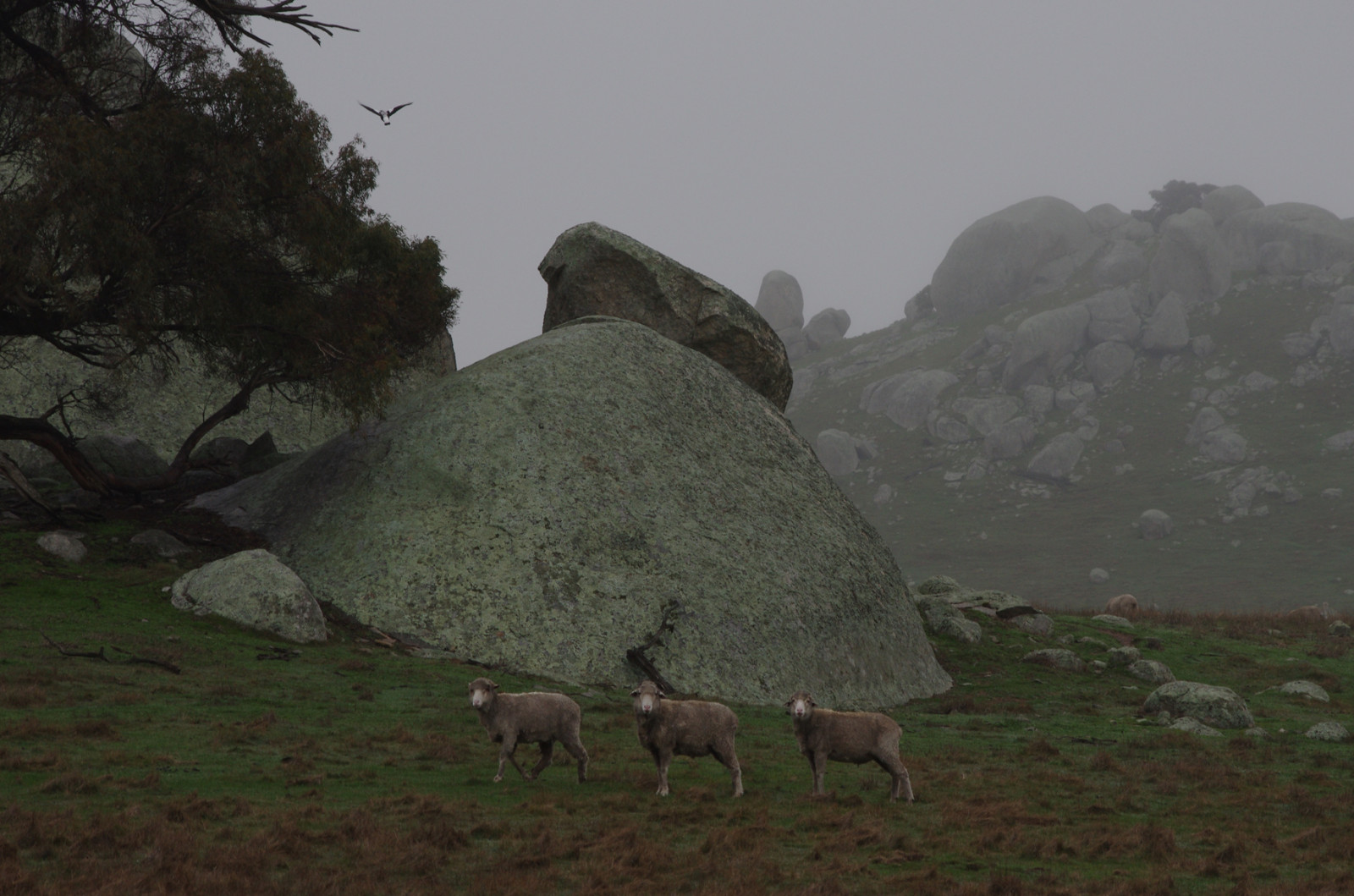 mrak, pták, mlha, tři, ovce, Let, Austrálie, Victoria, moudrý, žula, straka, Lancefield