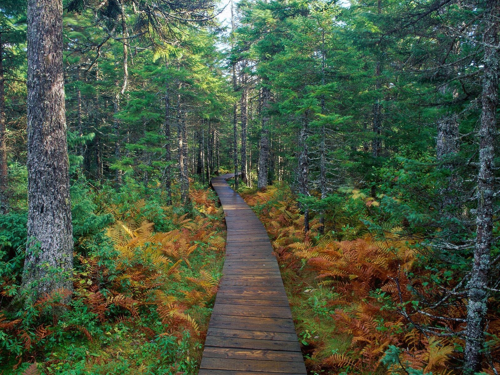 Tree Fen Wallpaper : path, wood, trees, fern 1600x1200 - wallhaven - 1098464 ...