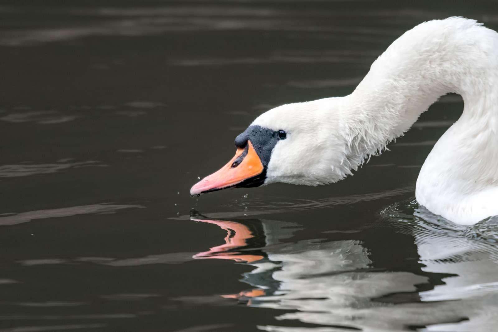 h ckerschwan, Schwan, Ztlumit, muteswan, labuť, voda, kapička, pokles, napít se, Nikon, D500, nikond500, peakdesign, pd, peakdesignstrap, peakdesignslide, sociální, flickr, podíl, Evropa, eu, deutschland, Německo, de, Lucembursko, lu, teleobjektiv, 300mm, pf, F4, 300mmf4, 300f4, NIKKOR, pfedvr, přírodní, Příroda, venkovní, venku, zvíře, divoký, Volně žijících živočichů, pták, vogel, křídlo, Pírko, influenza, řeka, jezero, Remerschen, tc14eiii, nikon500tc14eiii