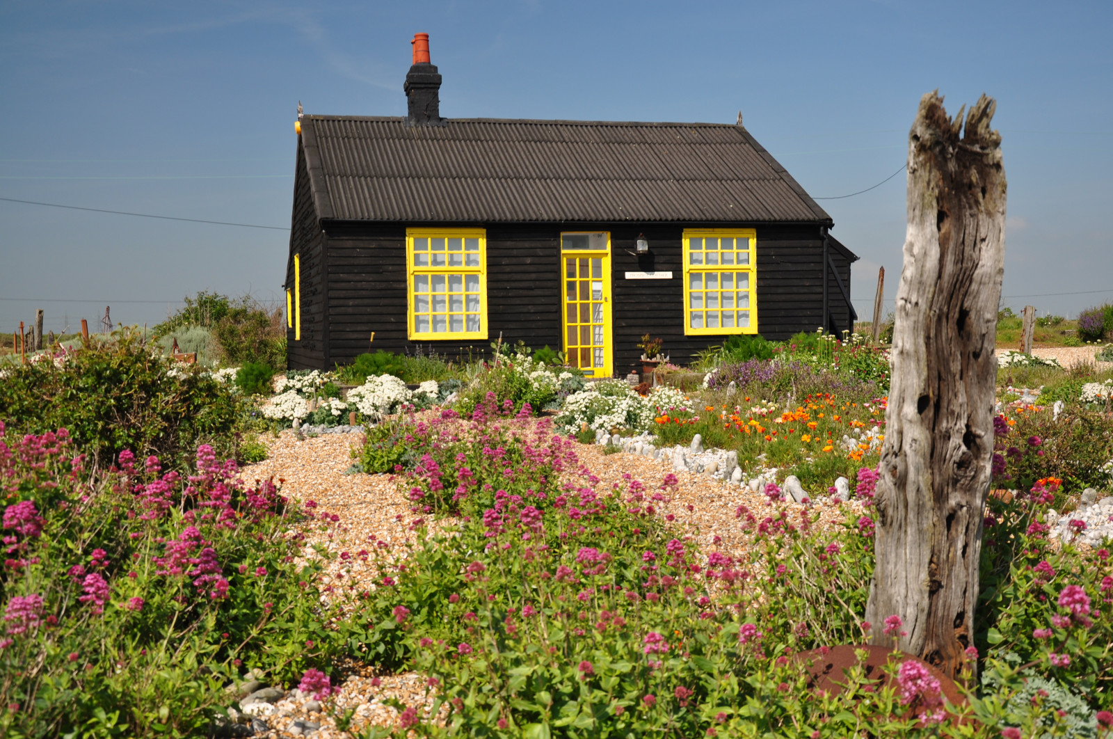 Wallpaper house, flowers, plants, kent, dungeness, shingle, wood