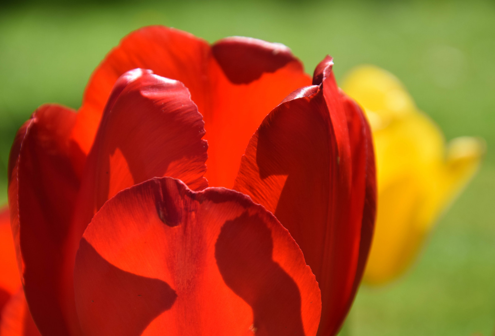 Wallpaper flowers, garden, red, summer, Sweden, flower, tulip, flora