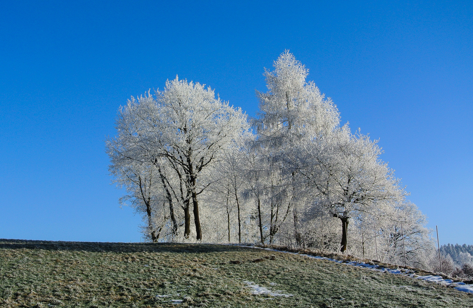 stromy, Příroda, nebe, zima, větev, modrý, ráno, mráz, květ, 2015, jinovatka, strom, květ, rostlina, sezóna, nebe, natur, deutschland, bayern, blau, b UME, Kati, nikon1v1, morgen, suchozemská rostlina, kvetoucí rostlina, dřevina, raureif, Furth