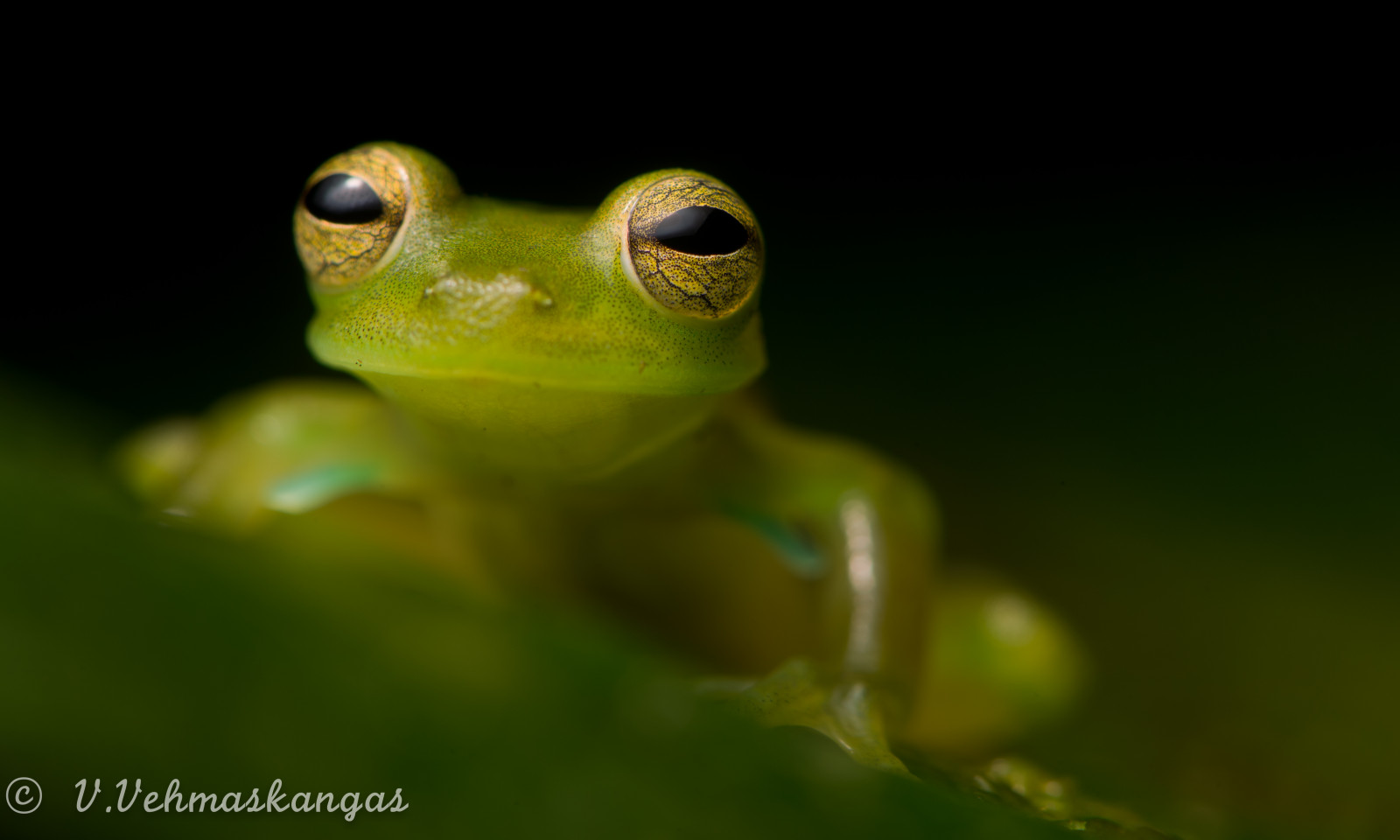 sklenka, Volně žijících živočichů, žába, obojživelník, Ekvádor, smaragd, ropucha, Amerika, divoký, fauna, zblízka, makro fotografie, Ranidae, Rosnička, organismus, herping, herpetologie, skokan volský, Sout, Centrolenella, Prosoblepon, Mindo, terrestrial animal