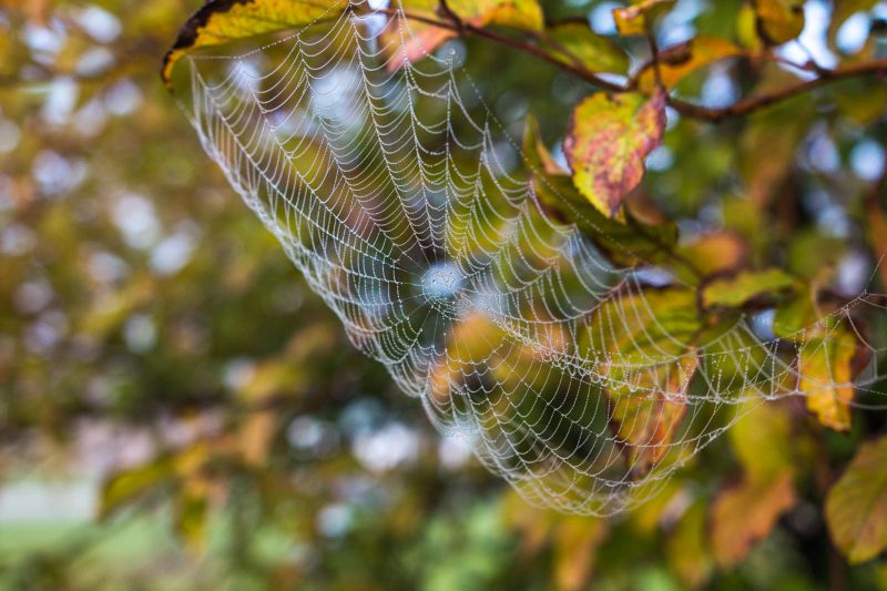 スパイダーウェブ,ブランチ,閉じる,葉,木,小枝