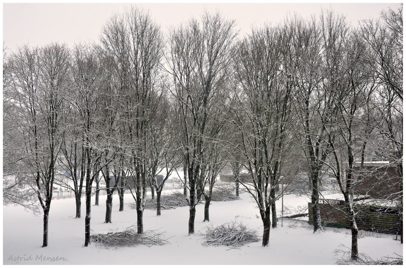 Wallpaper forest, snow, winter, branch, frost, spruce, 2015, Freezing