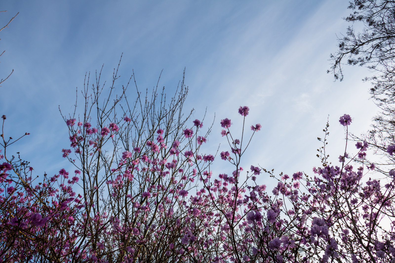 แสงแดด, ธรรมชาติ, หญ้า, ท้องฟ้า, สาขา, เช้า, น้ำค้างแข็ง, ดอกซากุระ, เบ่งบาน, สีชมพู, ฤดูใบไม้ผลิ, Rhododendron, เมฆ, ต้นไม้, ใบไม้, ดอกไม้, ปลูก, ฤดู, พืช, v r, ฤดูใบไม้ผลิ, Alnarp, บวม, rosa, ทุ่งหญ้า, ดอกไม้ป่า, ครอบครัวหญ้า