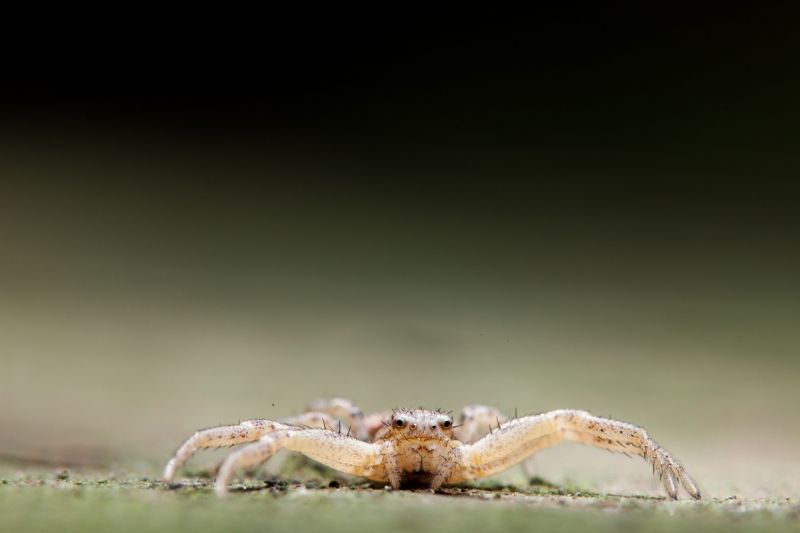 skärpedjup, natur, fotografi, makro, insekt, vit skärpedjup, natur, fotografi, makro, insekt, vit