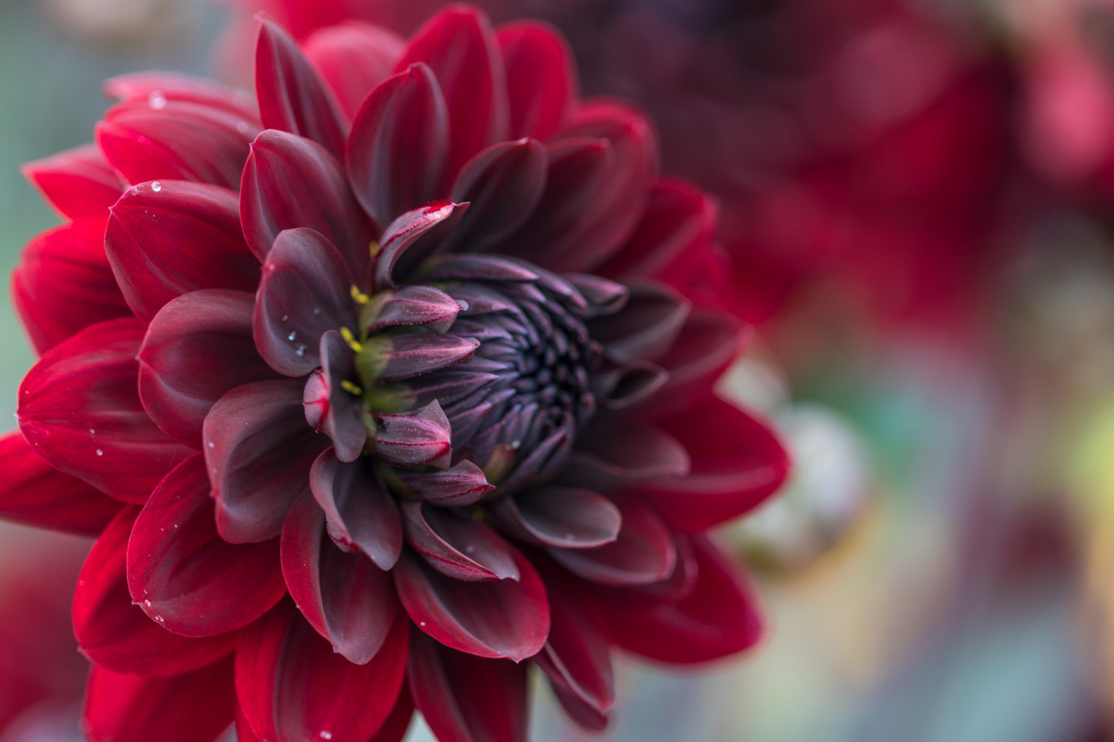 สีแดง, แมโคร, สีชมพู, ดอกไม้, ปลูก, ดอกดาเลีย, พืช, Blomma, makro, katrinetorp, katrinetorpslanderi, กลีบดอก, โรงงานที่ดิน, พืชดอก, ใกล้ชิด, การถ่ายภาพมาโคร, ต้นกำเนิด, ครอบครัวเดซี่