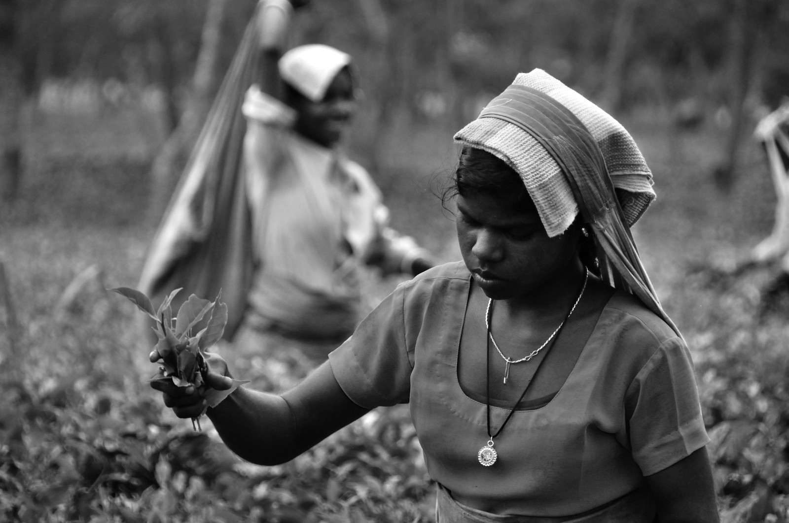 Wallpaper India, tea, teagarden, westbengal, incredibleindia