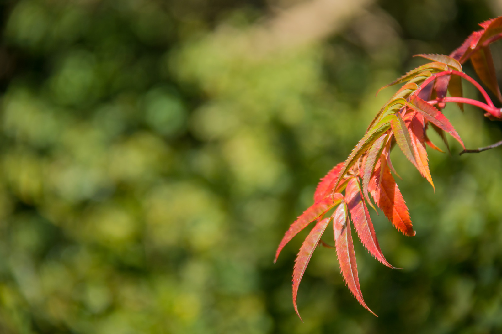 slunečnímu záření, zahrada, Příroda, park, větev, zelená, květ, strom, podzim, list, květ, rostlina, sezóna, flóra, h st, exif modelu canoneos760d, geocountry, Kamera aby kánon, geocity, Model fotoaparátu canoneos760d, geostate, geolocation, EXIF čočka efs18200mmf3556is, EXIF otvor 56, exif focallength 200mm, exif aby kánon, exif isospeed 200, Alnarp, botanika, suchozemská rostlina, kvetoucí rostlina, dřevina, zblízka, keř, makro fotografie, javor