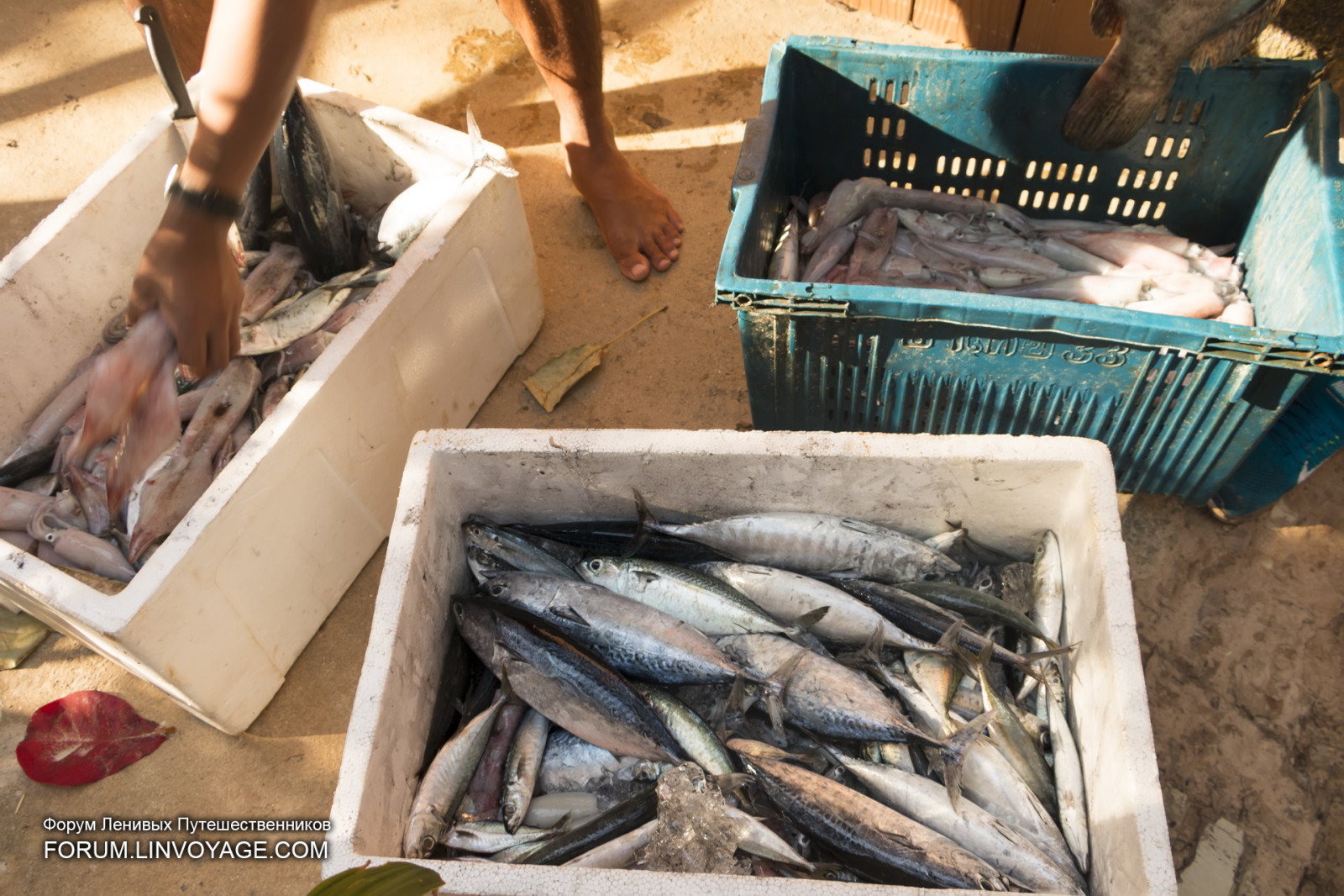 landskab, mennesker, skib, båd, mad, solnedgang, hav, klippe, natur, kyst, sand, strand, fisk, storm, kyst, flyvende, Sol, undervands-, vind, ø, sten-, Ræv, fisk og skaldyr, yacht, Thailand, fiskeri, Sky, træ, marked, udendørs, ocean, bølge, havet, dråbe, phuket, phuketian, sejle, Similan, phuketphotographernet, forumlinvoyagecom, httpforumlinvoyagecom, flagermus, dykker, fridykker
