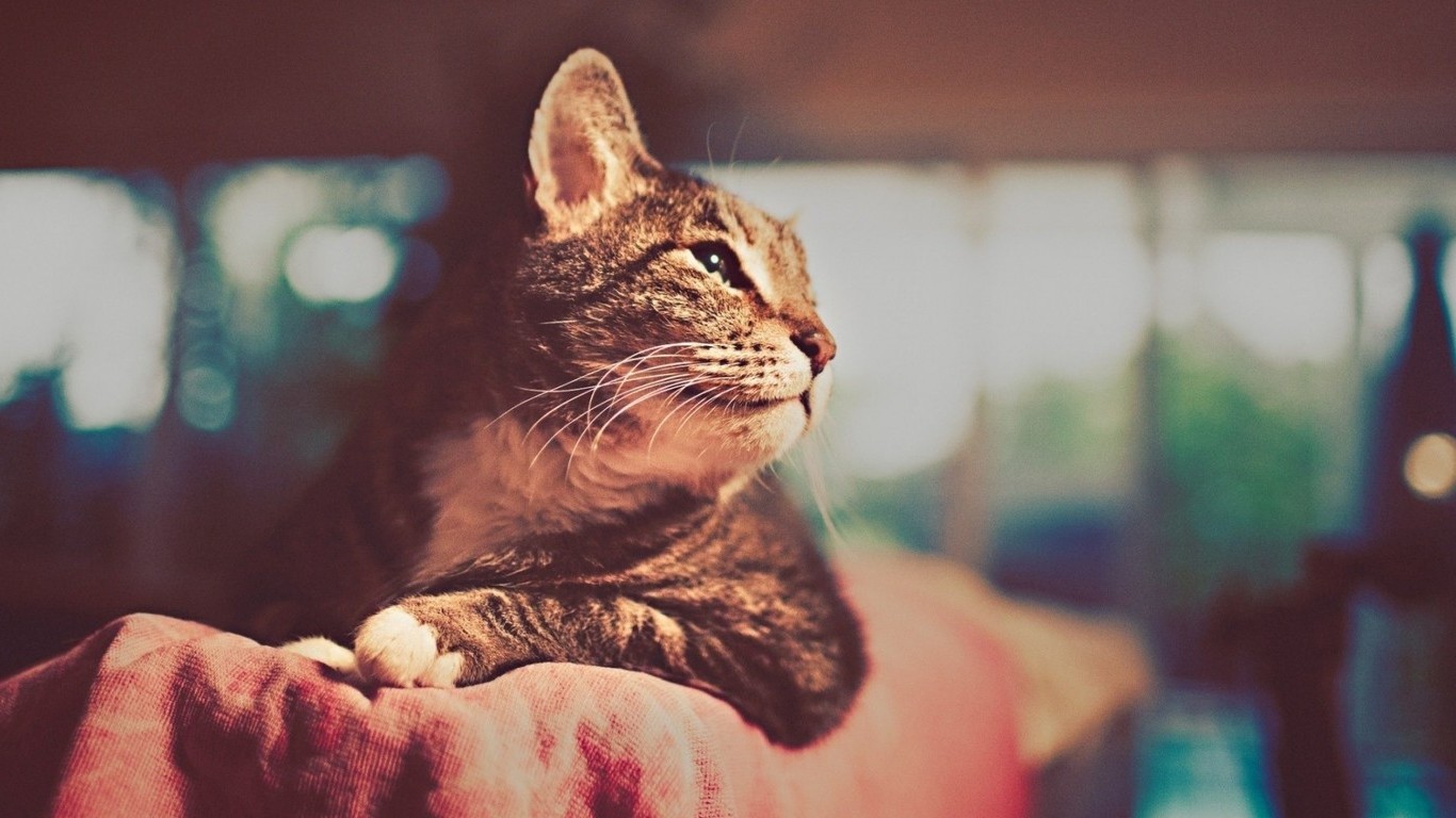 デスクトップ壁紙 : 1366x768 px, 動物, ネコ 1366x768 - goodfon 