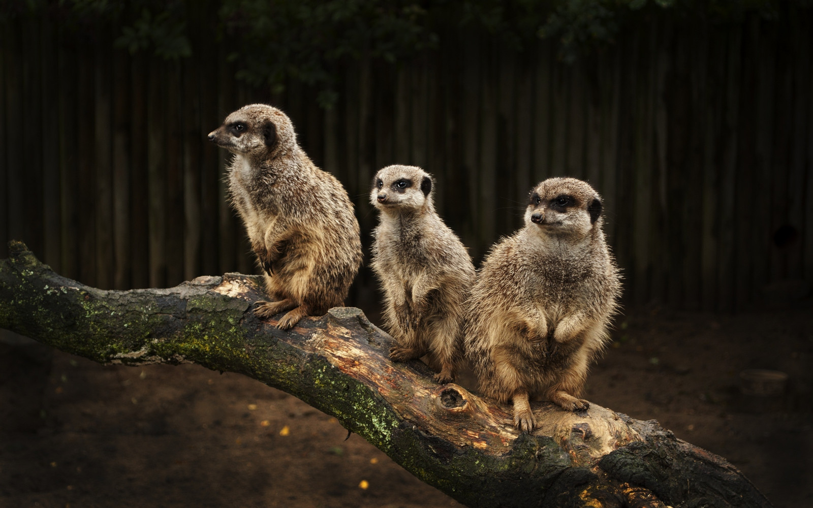 Wallpaper wildlife, Zoo, meerkats, family, mongoose, hunting, meerkat, fauna, mammal, fear