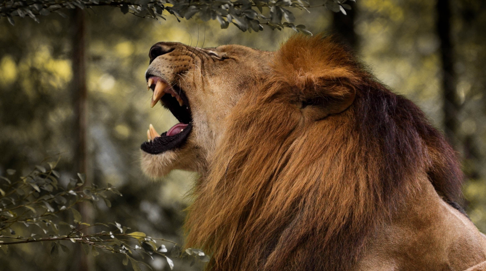 natura, animale, gatto, Canone, ISO800, Zoo, grande, felino, Asia, natura, Leone, pace verde, 300 millimetri, teleobiettivo, Malaysia, 5 D, ruggito, grandi gatti, Negara, MKII, maschio alfa, 70300, Aggressivo, panoramafotografico, blinkagain, me2youphotographylevel1