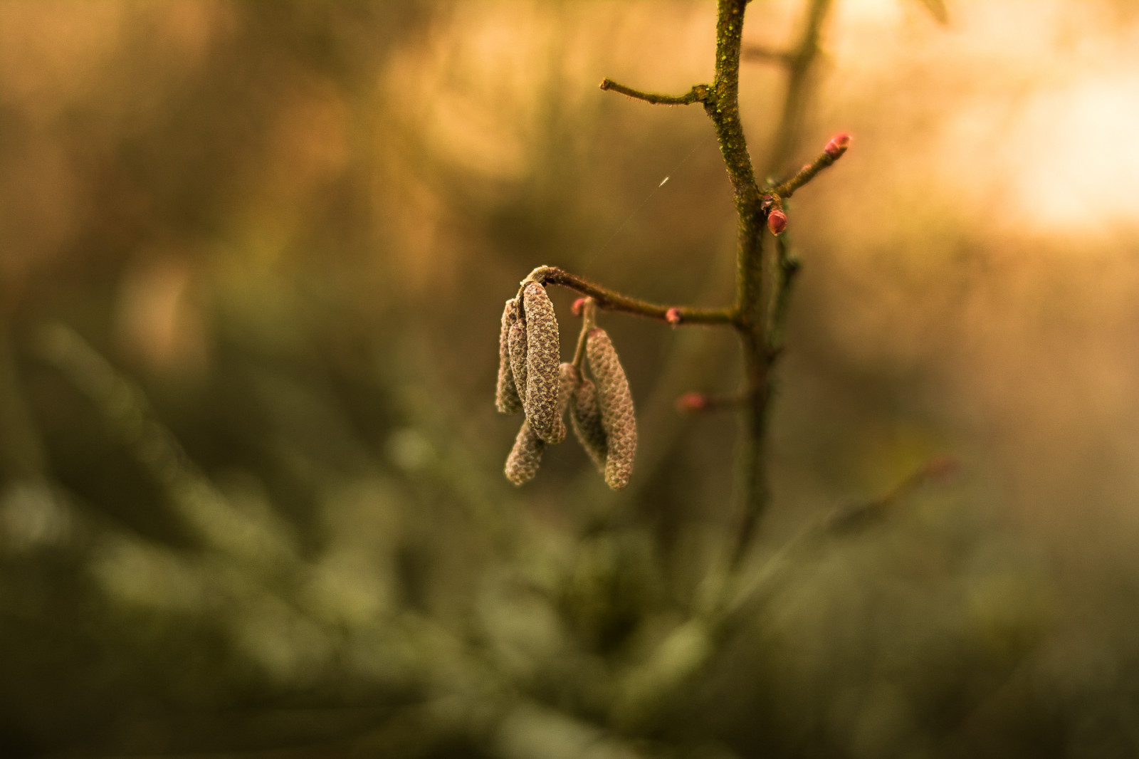 slunečnímu záření, Příroda, tráva, pole, větev, zelená, Volně žijících živočichů, oranžový, Nikon, bokeh, zkoumání, světlo, strom, NIKKOR, 50mm, podzim, měkký, list, květ, f18, pták, flóra, dof, hloubka, pupen, natur, fauna, d5200, licht, zblízka, makro fotografie, sonnenlicht, Knospe