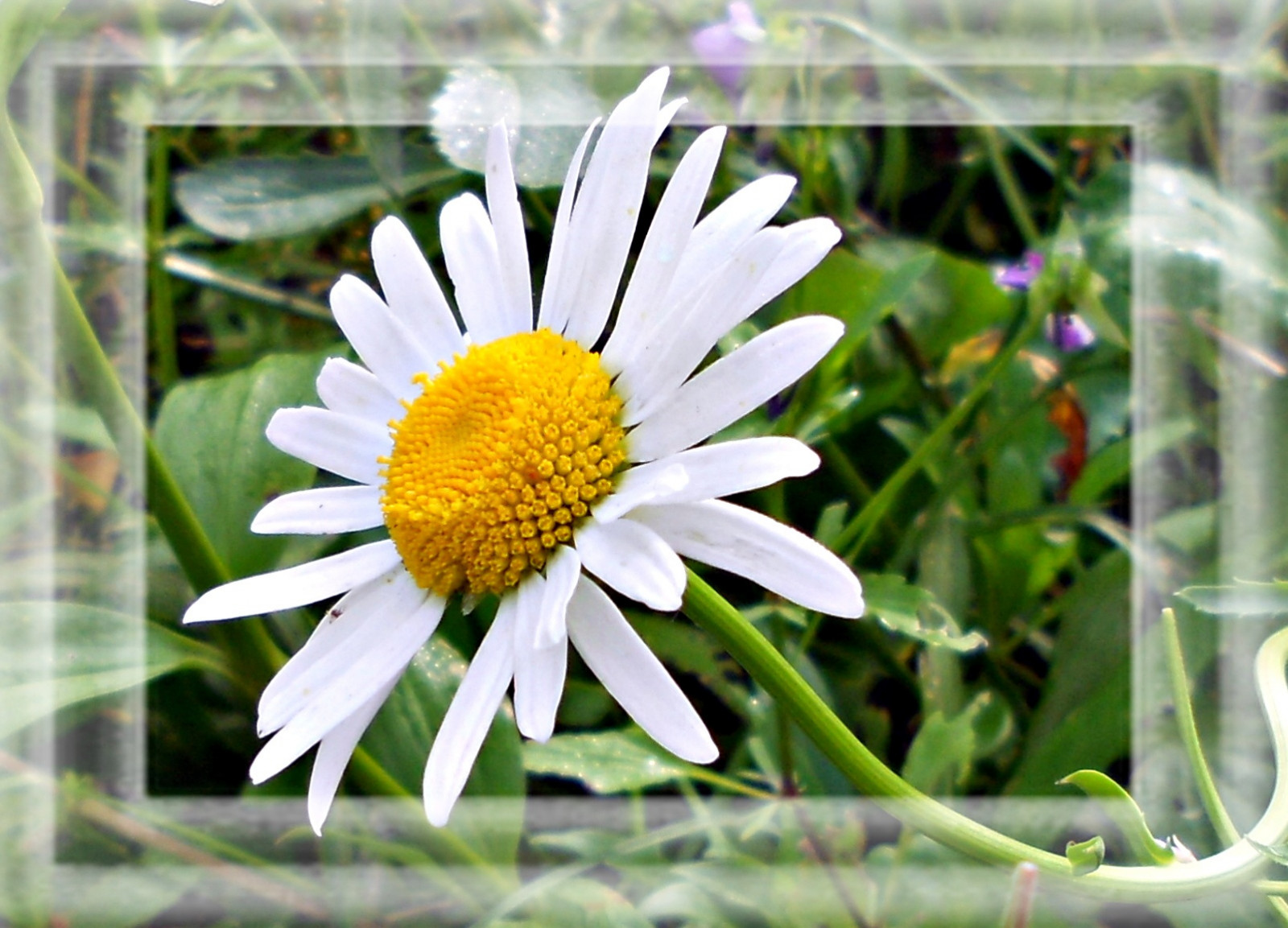 blomster, natur, kunstværk, makro, sommer, Daisy, lys, blomst, plante, saariysqualitypictures, flora, kronblad, simplysuperb, wildflower, botanik, jord plante, blomstrende plante, tæt på, makrofotografering, stængelplante, daisy familie, dream200911, hvid okseøje