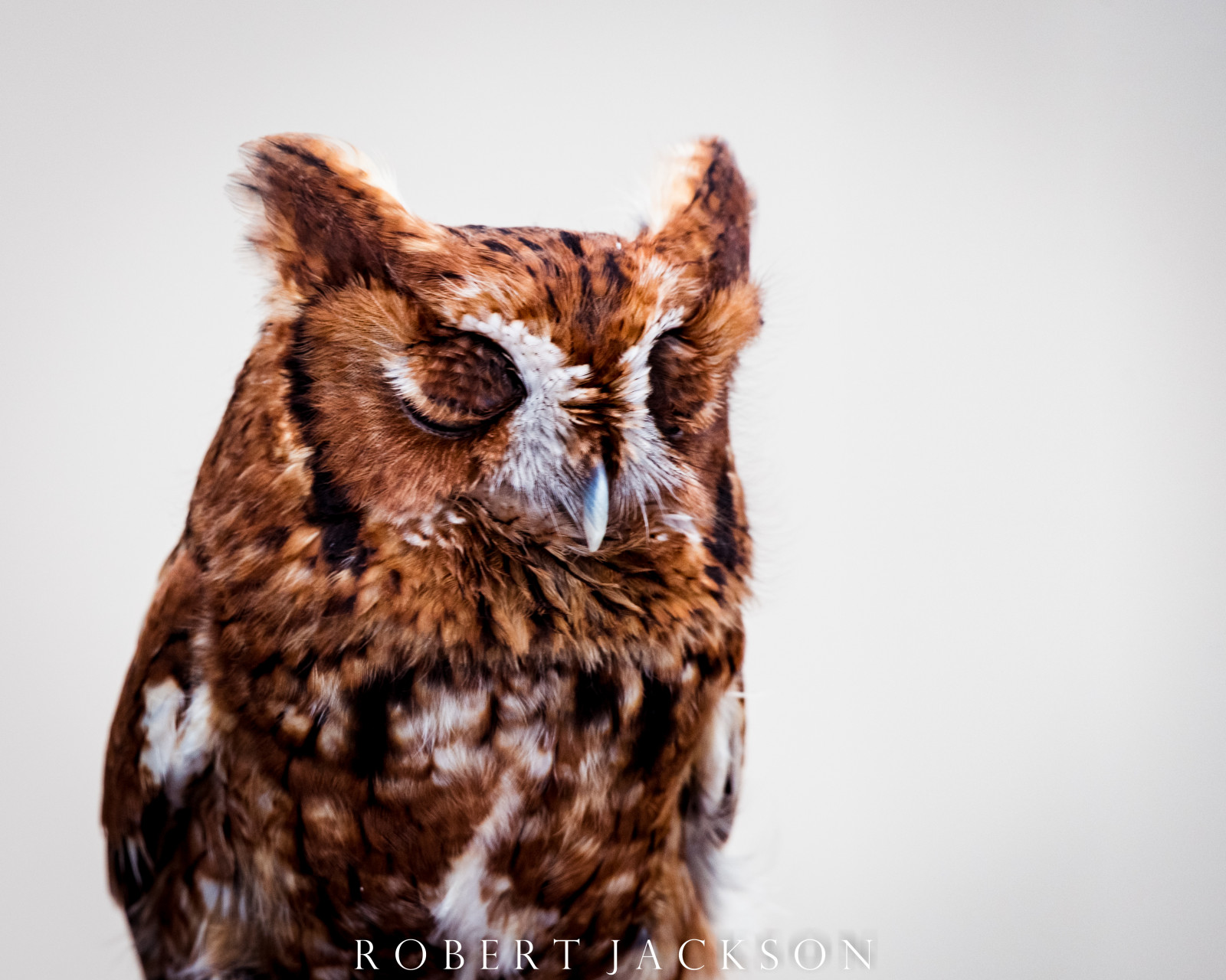 ธรรมชาติ, สีแดง, การถ่ายภาพ, ใกล้ชิด, สัตว์ป่า, Nikon, นกล่าเหยื่อ, นกฮูก, ขนสัตว์, ปาก, เท็กซัส, สี, นก, ภายนอก, nikond750, สัตว์ป่า, จมูก, Robertjackson, โกรธ, blacklandprairieraptorcenter, แบล็กแลนด์, nikon20050056