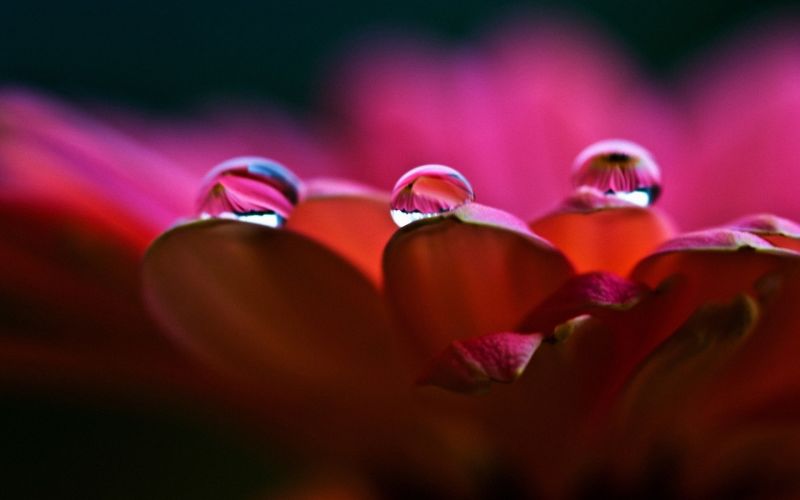 Fotografie, Blume, rot, Blumenblätter, Rosa, Farbe Fotografie, Blume, rot, Blumenblätter, Rosa, Farbe