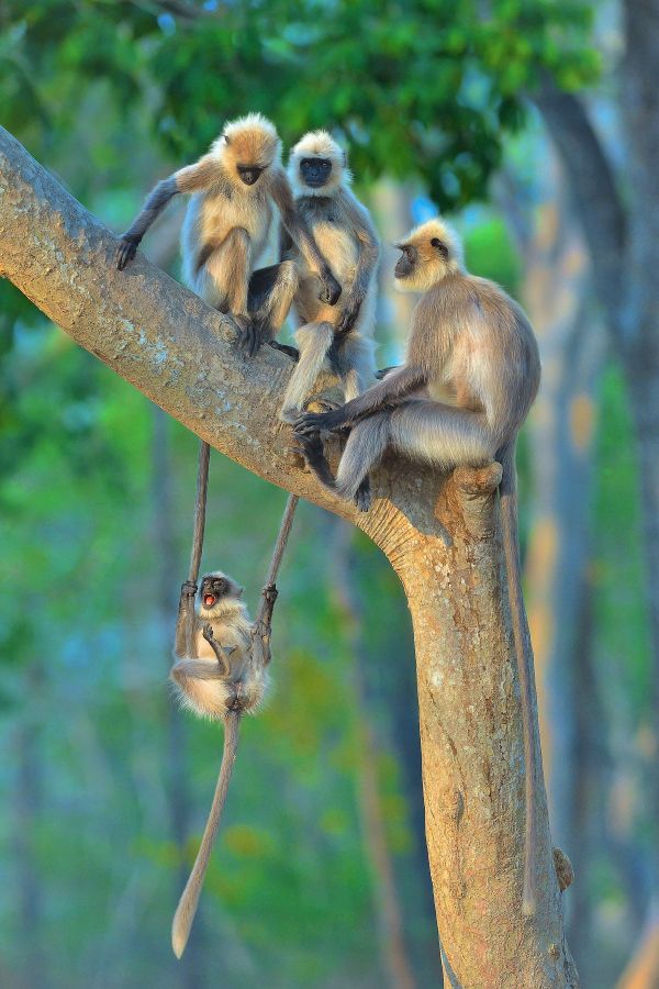 nature,animals,monkey,apes,mammals,wood