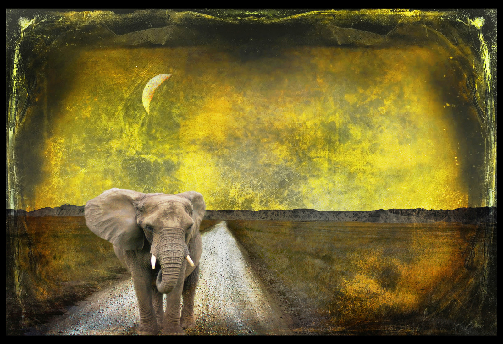 strada, Luna, elefante, Photoshop, Canone, strati, habitat, sopravvivenza, estinzione, zanna, Topazio, regolare, texturedlayers, canoneosdigitalxsi, magicunicornverybest, jackaloha2, mygearandme, mygearandmepremium, mygearandmebronze, La rimozione dell'infezione