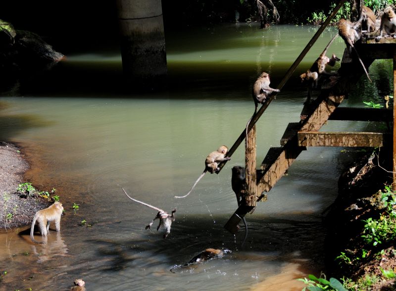 acqua, riflessione, fiume, alveo, albero, risorse idriche