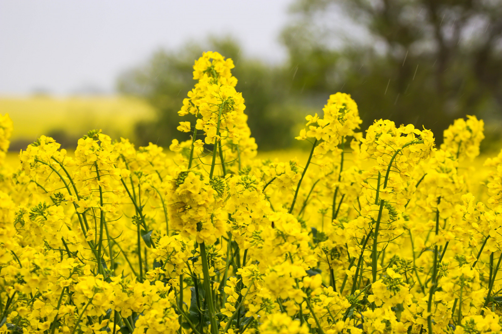 Wallpaper : sunlight, landscape, food, field, yellow, Rapeseed, flower ...
