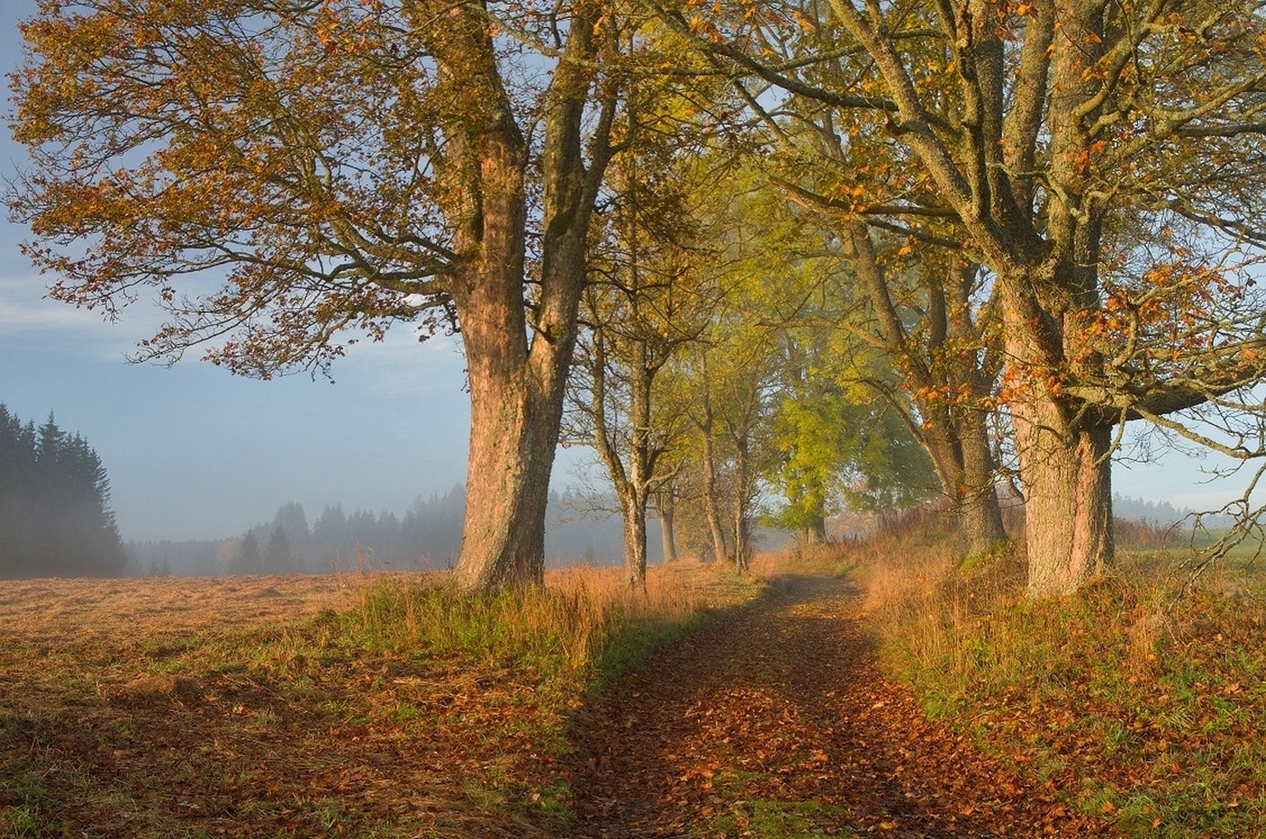 sollys, træer, landskab, Skov, efterår, blade, natur, fotografering, morgen, tåge, sti, træ, efterår, blad, plante, sæson, eng, skov, lund, landdistrikt, levested, naturligt miljø, atmosfærisk fænomen, vedplante, økosystem, tempereret løvfældende skov, løvfældende