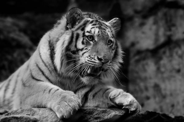 monochrome,tiger,lion,wildlife,big cats,Zoo