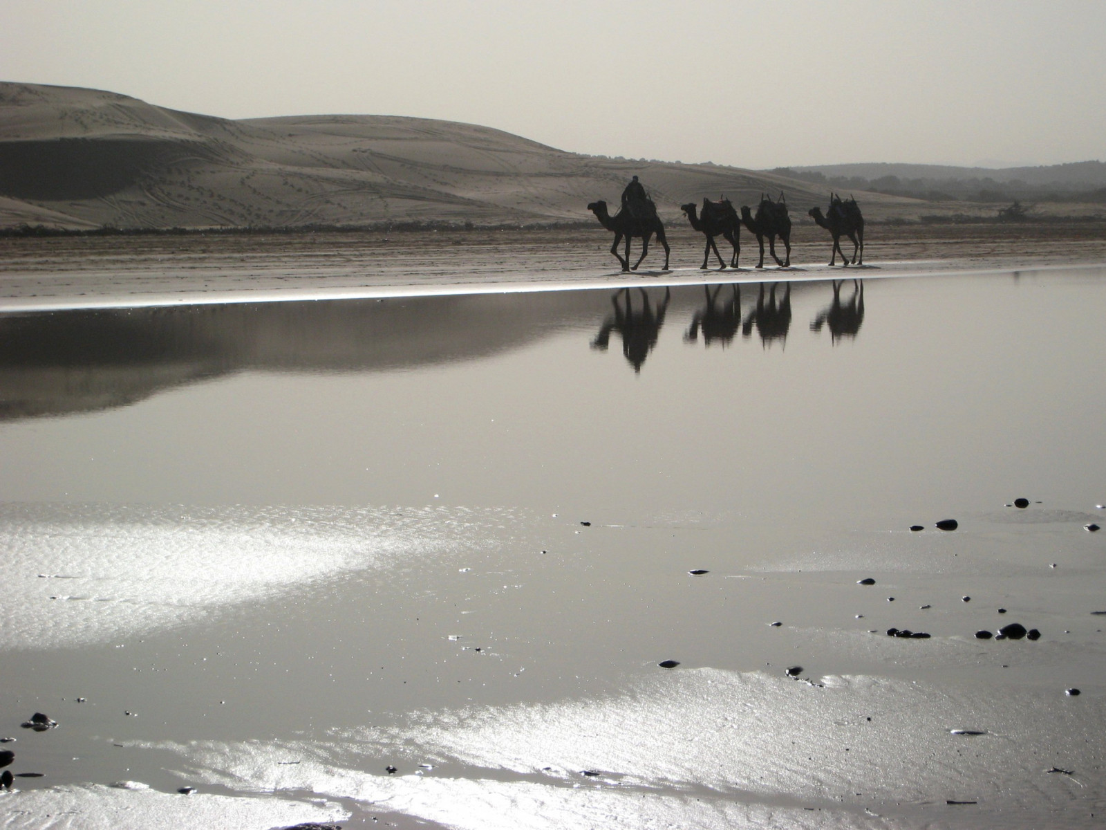 riflessione, costa, sabbia, dune, atlantico, Marocco, puntellare, cammelli, eredità, apparizione, travelpictures, travelpicture, saariysqualitypictures, updatecollection, redmatrix