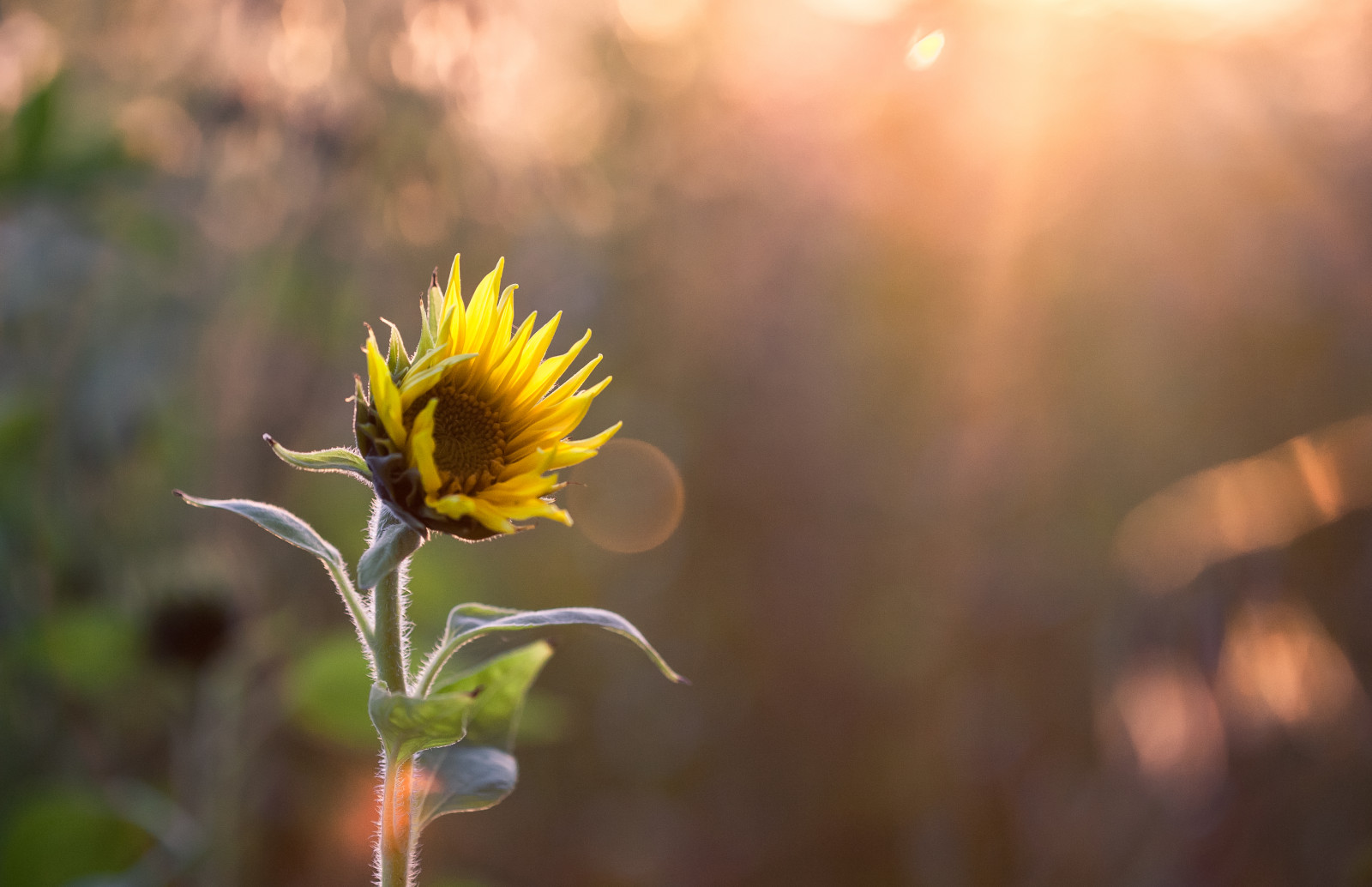 แสงแดด, พระอาทิตย์ตก, สีเหลือง, เช้า, ดวงอาทิตย์, Canon, เรณู, ฤดูใบไม้ผลิ, แสงแดด, ดอกไม้, ปลูก, ดอกทานตะวัน, พืช, กลีบดอก, sunrays, ef100mmf28macrousm, blume, เจลบ์, ดอกไม้ป่า, eos5d, วอลล์เปเปอร์คอมพิวเตอร์, พืชดอก, ใกล้ชิด, การถ่ายภาพมาโคร, ต้นกำเนิด, ครอบครัวเดซี่, Sonnenlicht, เมล็ดทานตะวัน, sonnenblume