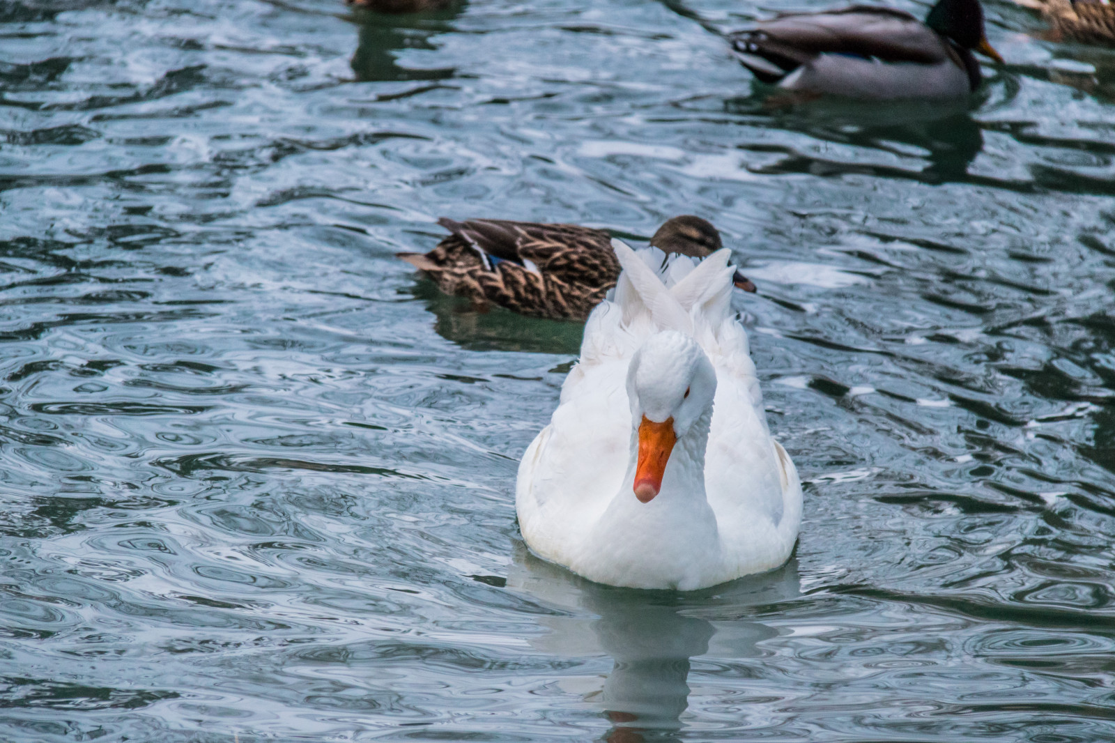 voda, zima, Volně žijících živočichů, kachna, husa, zobák, plyn, pták, Vinter, parku Stadsparken, Trelleborg, f gel, fauna, vodní ptáci, obratlovců, vodní pták, kachen, hus a labutě, seaduck