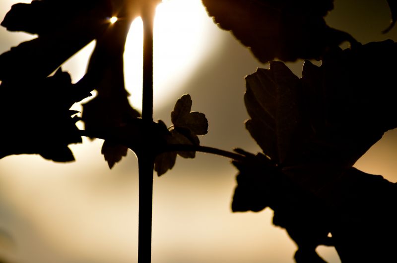 leaf, silhouette, light, sky, sunlight, tree leaf, silhouette, light, sky, sunlight, tree