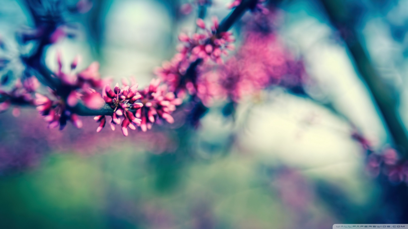 slunečnímu záření, Příroda, rostliny, fotografování, nachový, větev, modrý, květ, jaro, barva, strom, list, květ, rostlina, sezóna, flóra, okvětní lístek, počítač tapeta, zblízka, makro fotografie