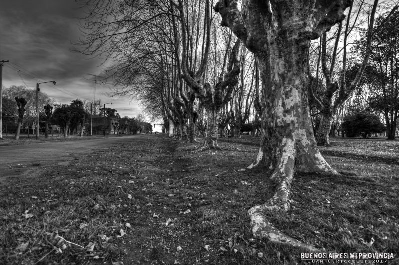 Černá, nebe, strom, Příroda, dřevina, Černý a bílý