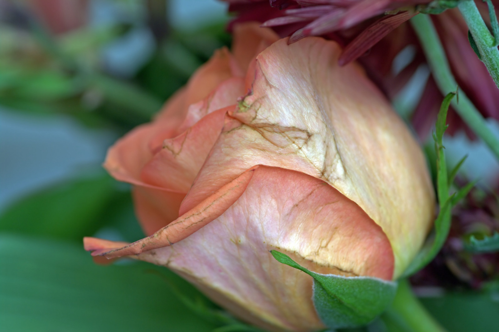 Wallpaper flowers, urban, park, morning, rose, Canada, pink, spring