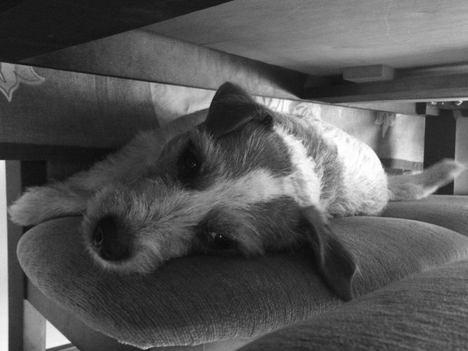 Černá, černobílý, Pes, nos, kníry, Zvedák, Domácí mazlíčci, zvíře, štěně, psi, chien, Černý a bílý, monochromatické fotografování, čenich, pes jako savec, psí plemeno skupina, carnivoran, tlapka, psí kříženci, psí plemeno, teriér, JRT, jackrussell