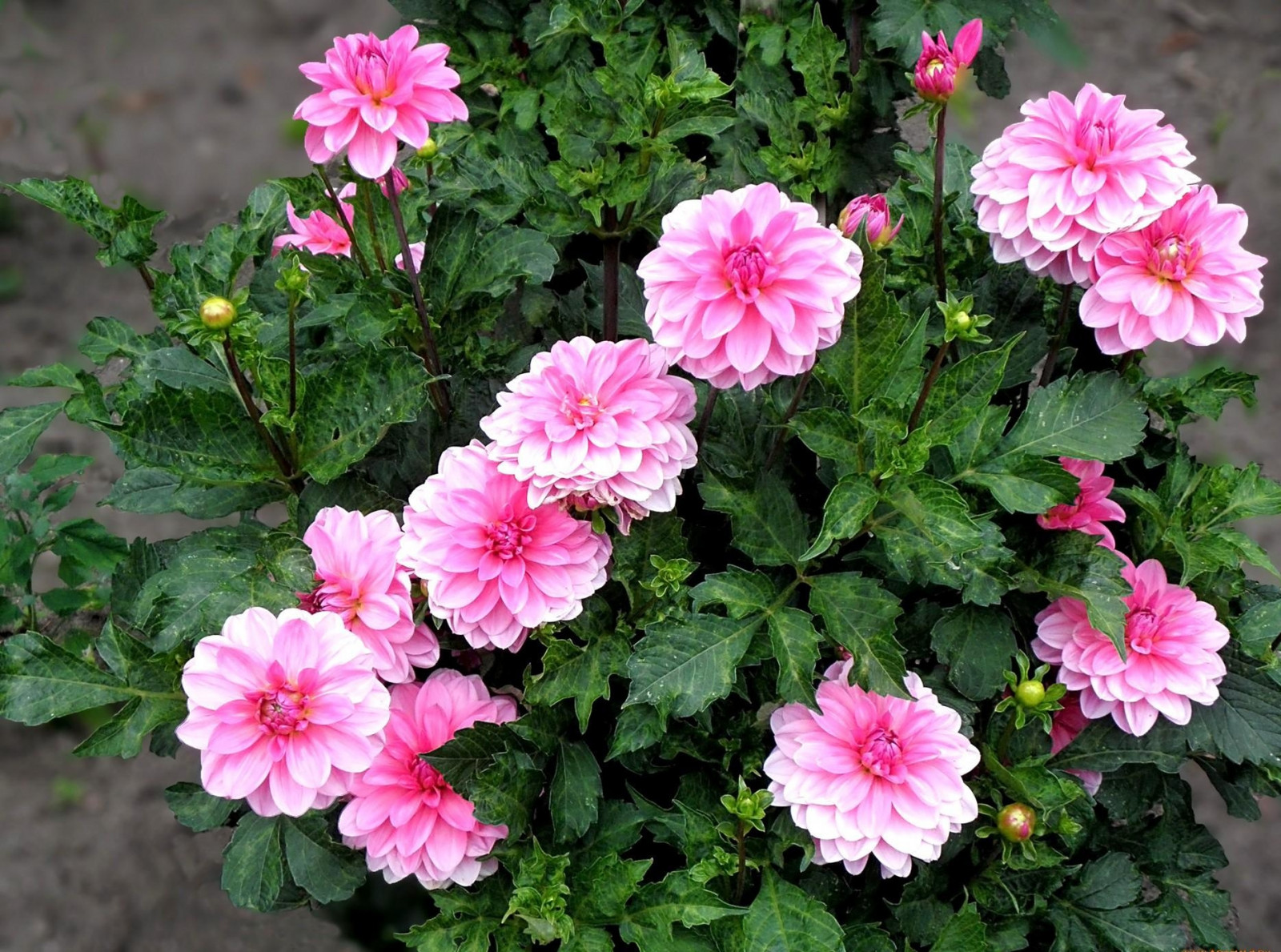 Hintergrundbilder : Dahlien, Blume, Kräuter, Blumenbeet 1870x1390 ...