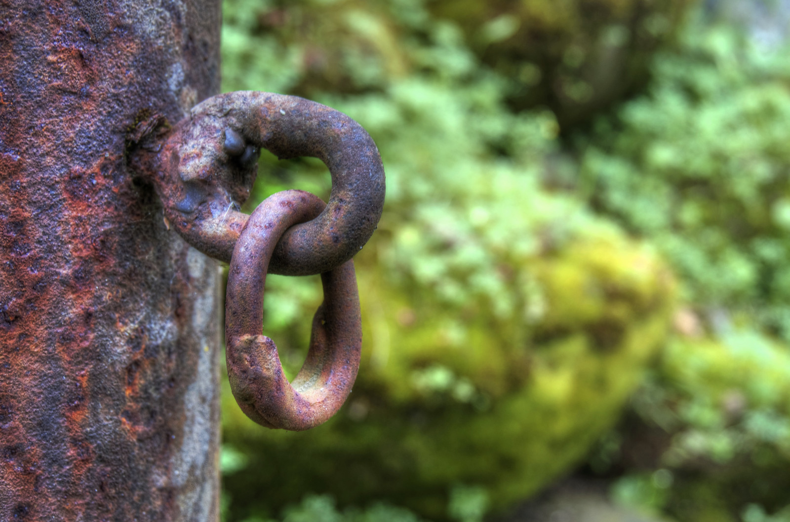 les, starý, mech, zelená, rez, kov, HDR, Kalifornie, Drsný, Saratoga, venkovní, fav100, Photomatix, nex6, zveřejnit, zblízka, makro fotografie, organismus, 1XP, selp1650, qualityhdr, qualityhdrphotography, Silicon Valley, hakonegardens, Metalpost, terrestrial animal