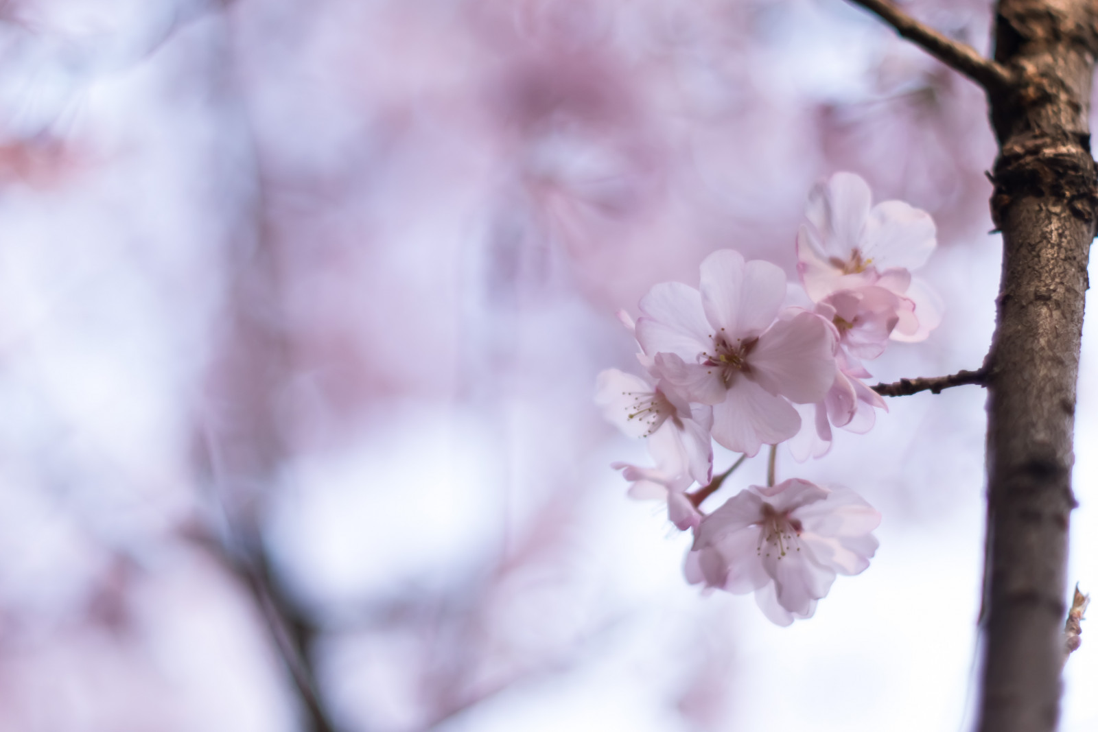 květ, květ, růžový, větev, Třešňový květ, jaro, rostlina, flóra, větvička, okvětní lístek, zblízka, strom, slunečnímu záření, závod stonek, nebe, počítač tapeta