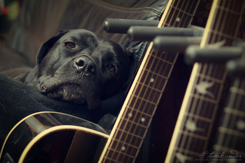 orgán, savec, Pes, pes jako savec, čenich, drnkací nástroj