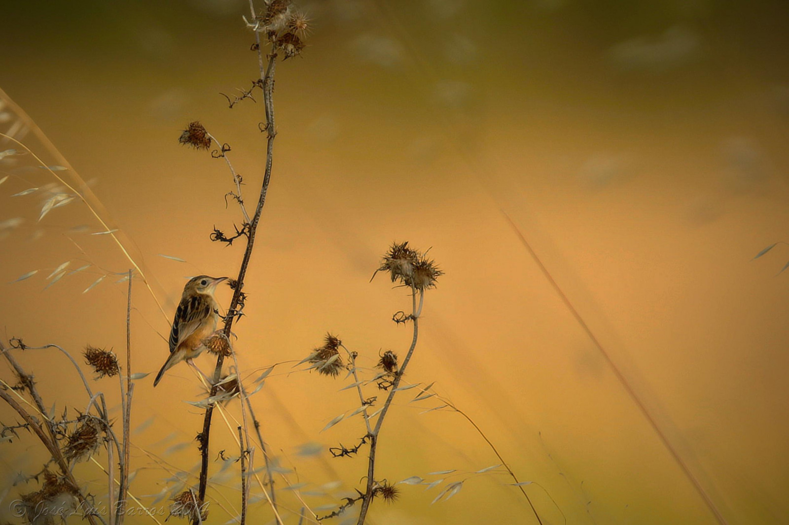 slunečnímu záření, ptactvo, zvěř, západ slunce, Příroda, odraz, tráva, nebe, křídla, peří, větev, žlutý, večer, ráno, Volně žijících živočichů, slunce, zobák, Portugalsko, světlo, fullframe, strom, podzim, list, květ, rostlina, pozorování ptáků, flóra, čára, natureza, fauna, ptáček, Aves, ptáčník, vidaselvagem, influenza, atmosférický jev, Atmosféra Země, makro fotografie, tráva rodina, závod stonek, biodiverzita, ornitologie, ornitologie, avifauna, animais, birdphotographer, canoneos1dx, Alcochete, avesemliberdade, birdsinfreedom, canonef400mmf28lisiiusm, josbar, jos lu sbarros, birdphotographing, nocaptivitybirds, freebirds, faunaportuguesa, faunaib rica, iberianbirds, ornitologia, vidaanimal, Penas, portuguesebirds, birdsinportugal, avesemportugal, avesdeportugal, asas, observa odeaves, fotografiadeaves, fotografiadenatureza, naturephotographing, observadordeaves, FOT grafodeaves, fot grafodenatureza, naturephotographer, dodo, ornit filo, birdinginthewild, avianphotography, biodiversidade, pancas, cisticolajuncidis, fuinhadosjuncos, streakedfantailwarbler
