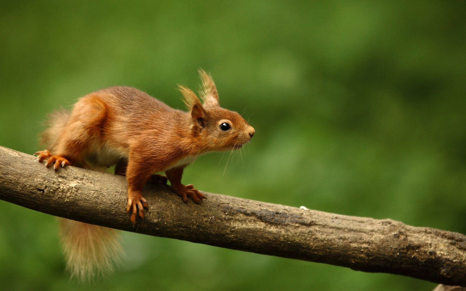 Wallpaper : tree, branch, sit, Curiosity 1920x1200 - CoolWallpapers ...