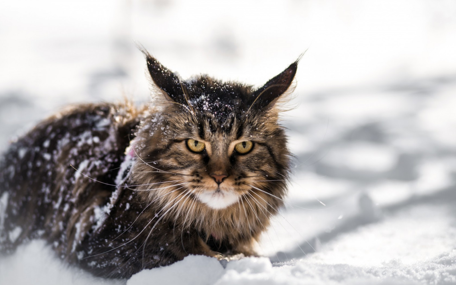 Wallpaper snow, winter, whiskers, Maine Coon, wild cat, fluffy, fauna