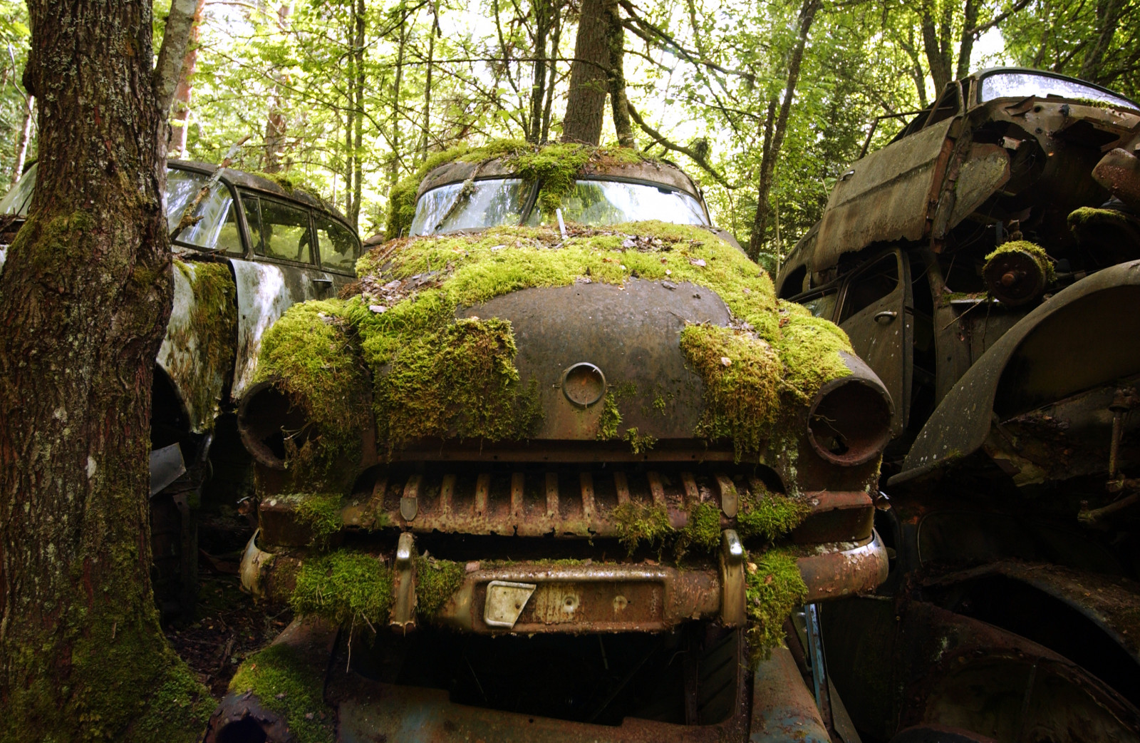 les, starý, auto, tráva, vozidlo, zelená, rez, Švédsko, džungle, saab, Volvo, Oldtimer, rezavý, strom, rostlina, vw, staré auto, šrot, vrakoviště, zálesí, kompaktní vůz, motorové vozidlo, non vaskulární suchozemská rostlina, b STN s, Zweden, Scrapcars, Švédské vozy, Bastn s, Scrapyardsweden, Bastnas, Bastn sscrapyard, Bastn ssweden, Bastn szweden, Scrapyardzweden