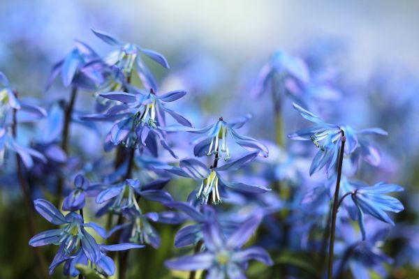scilla,spring,bloom,close up