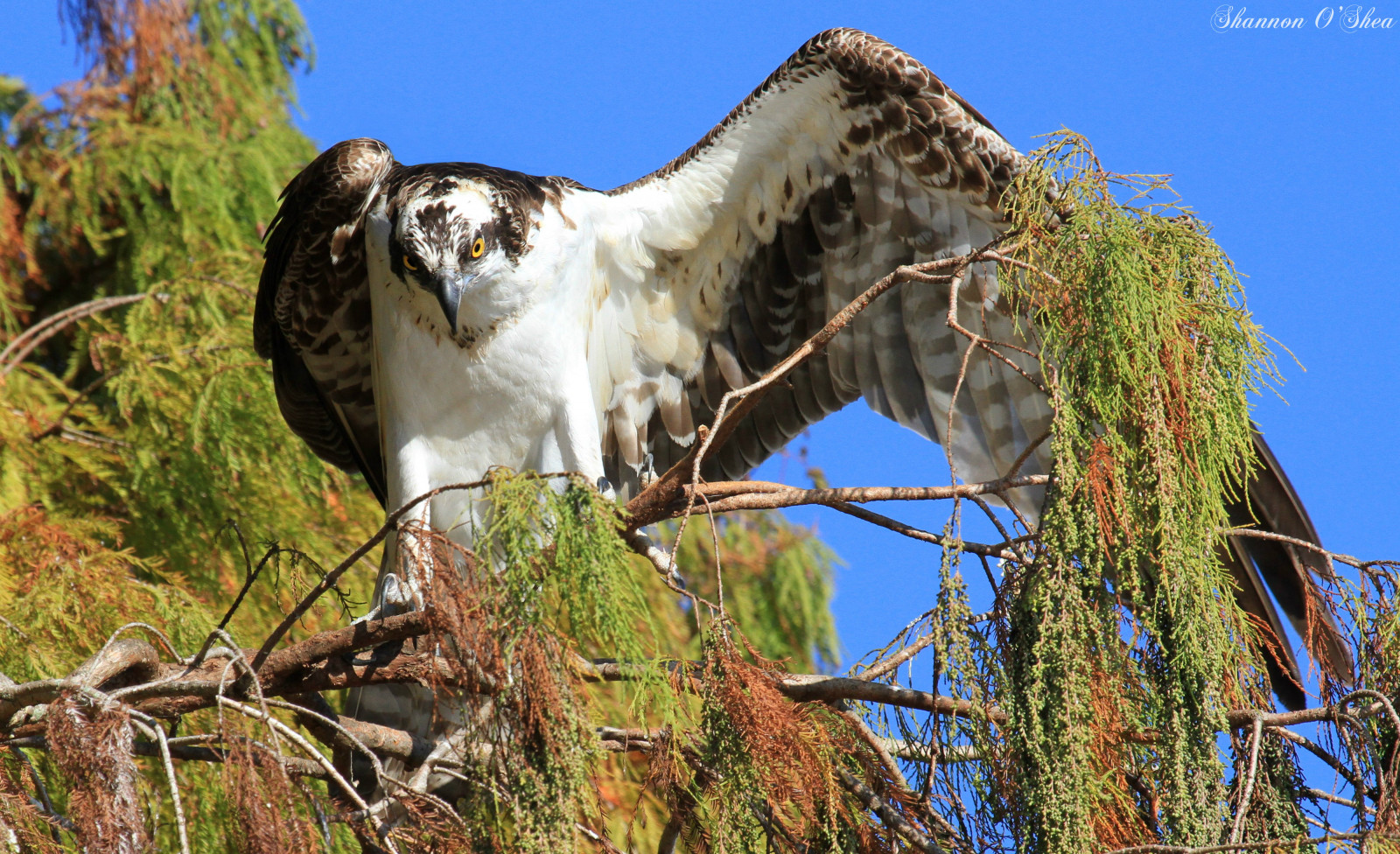 Příroda, křídla, větev, Volně žijících živočichů, dravý pták, orel, Florida, raptor, čáp, strom, pták, mořský orel, fauna, Lakeland, canoneos7d, circlebbarreserve, shannonroseoshea, obratlovců, Ciconiiformes