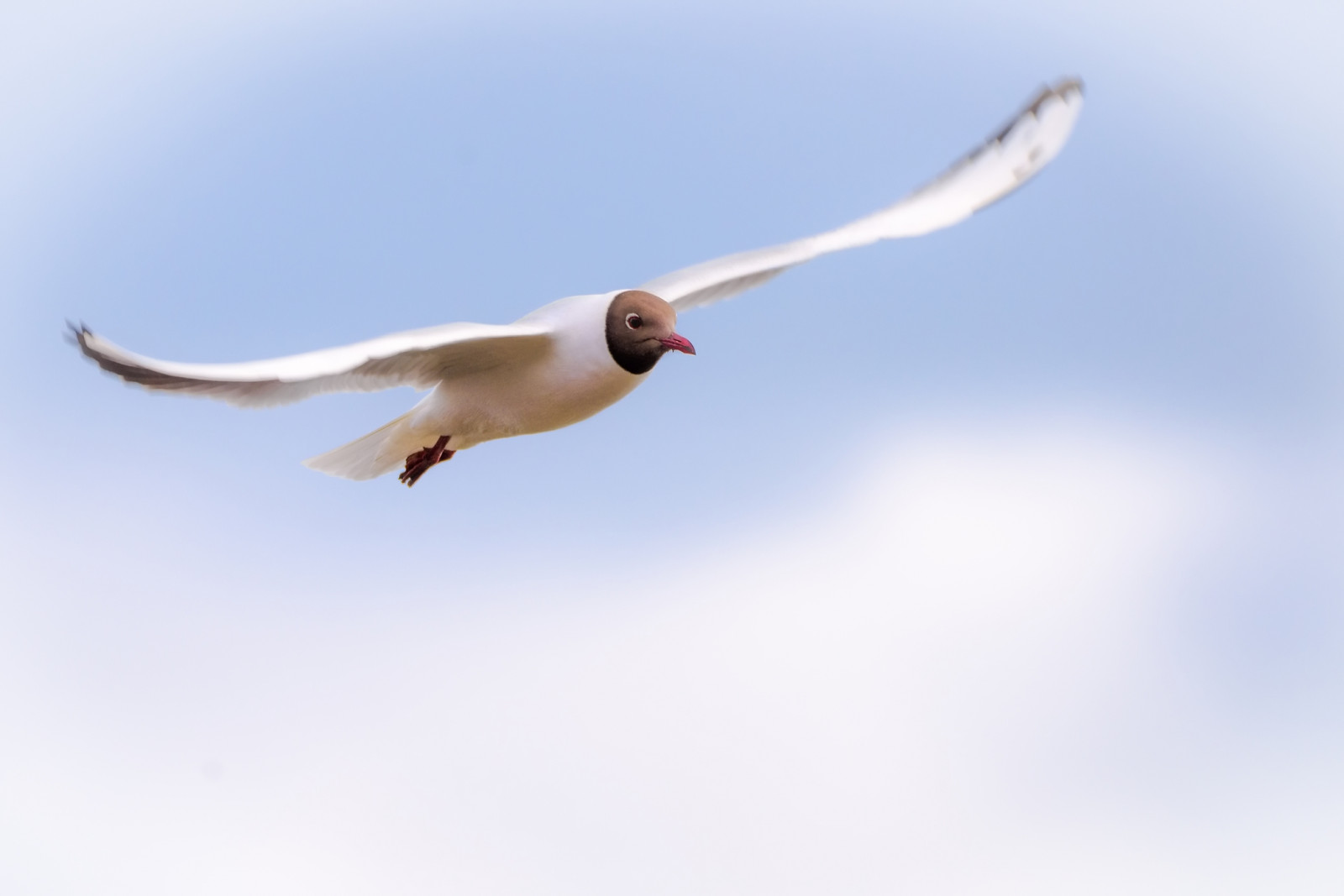 ptactvo, zvěř, nebe, Volně žijících živočichů, Nikon, Švédsko, zobák, Sverige, Let, zvíře, pták, pozorování ptáků, DJUR, f gel, f glar, racek, mořský pták, křídlo, sigma, D600, D610, nikond600, 600, vodní pták, nikond610, s rmland, s dermanland, 150600, ornitologie, lintu, mas, blackheadedgull, linnut, Larus, sigma150600, Skrattm s, Lokki, Sigmasport, Oxel sund, Vildadjur, Croicocephalusridibundus, Vitf gel, Sigma150600mmf563, Sigma150600f563dgsports