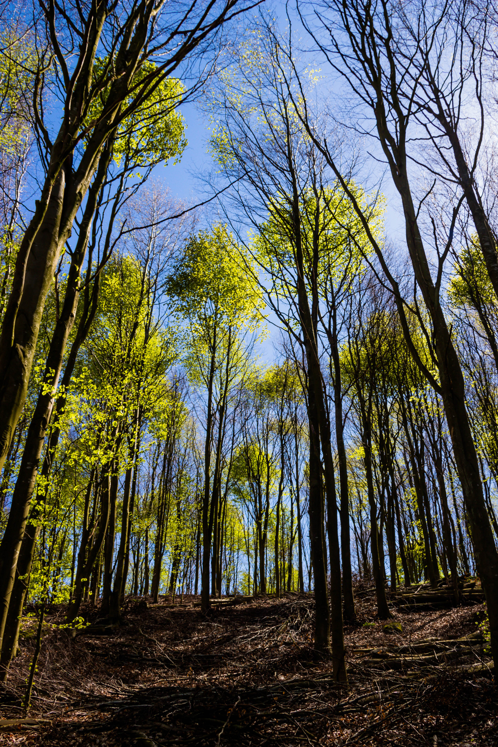 slunečnímu záření, krajina, les, Příroda, tráva, park, větev, zelená, ráno, buk, strom, podzim, list, rostlina, sezóna, tr d, les, Skog, bok, h ckeberga, bokskog, beechforest, h ckeberganaturv rdsomr de, zálesí, háj, venkov, místo výskytu, přírodní prostředí, dřevina, ekosystém, opadavý