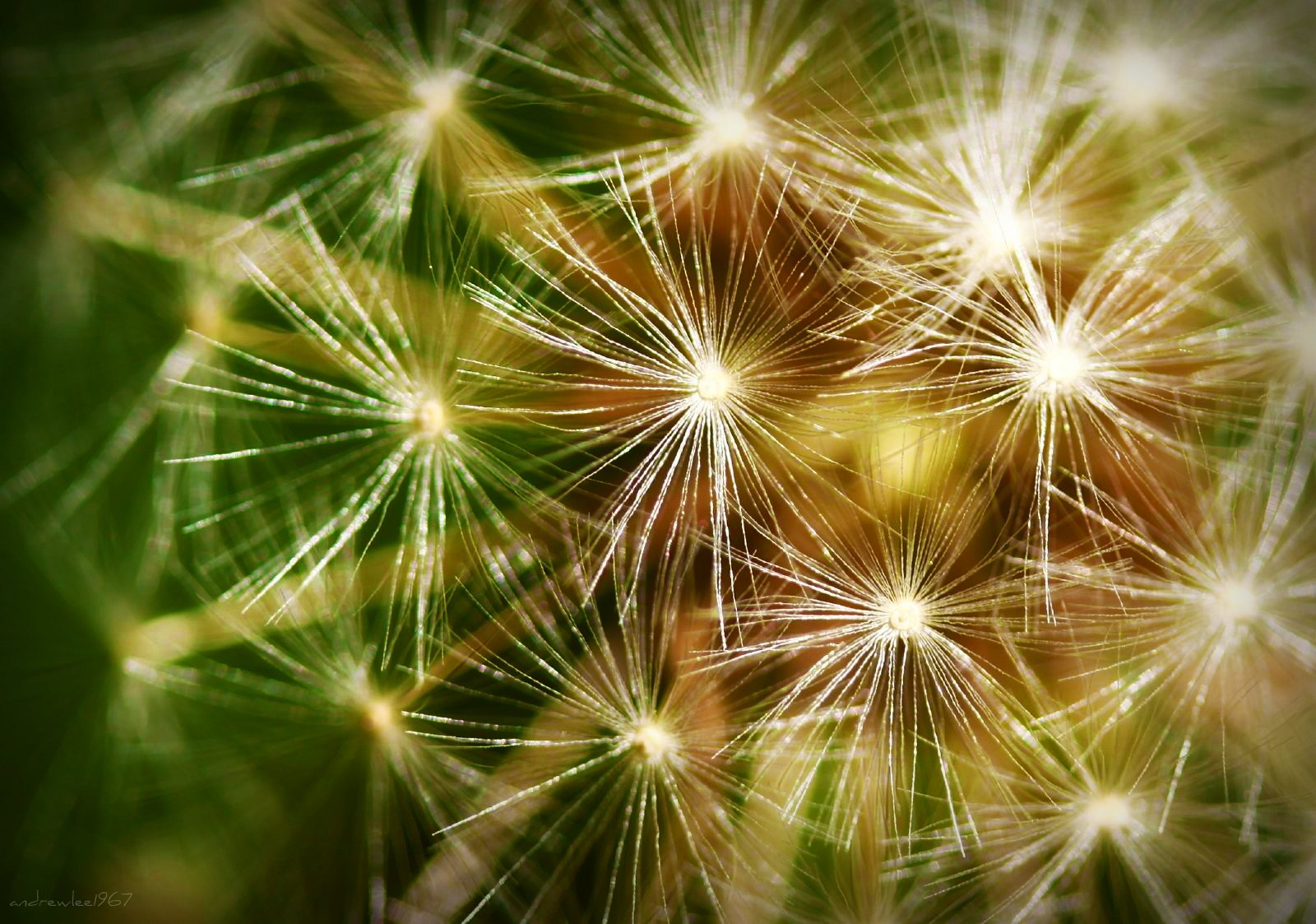 maskros, makro, DOF, canon50d, 50d, Efs50mmf28usm, andrewlee1967, ogräs, bokeh, mjuk, glittrande, mywinners, andrewlee